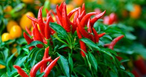 Estudio asegura que comer ají rojo ayuda a alargar la vida